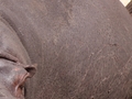Grubość skóry hipopotama waha się od 12 milimetrów do około 40 milimetrów, przy czym najgrubsza jest na bokach ciała, a najcieńsza na brzuchu. Przed poparzeniem słonecznym chroni go naturalny filtr. 